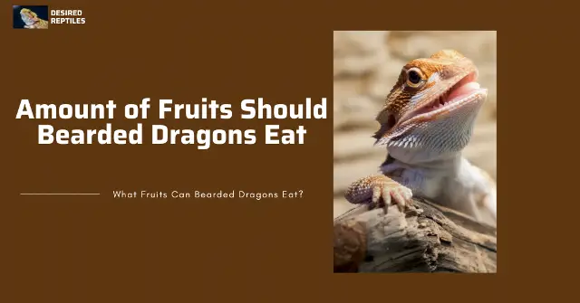 how much fruit to feed your bearded dragon