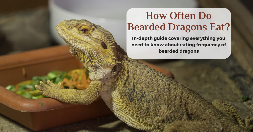 how often do bearded dragons eat