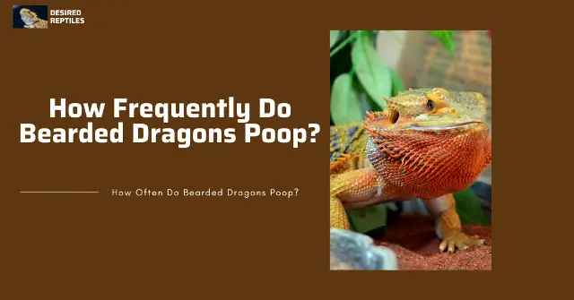 how frequently do bearded dragons poop