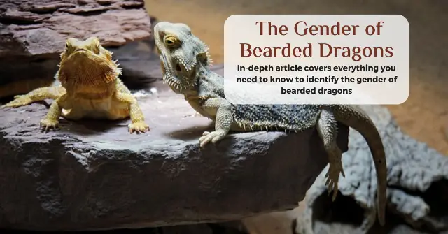 how to tell the gender of a bearded dragon