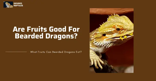 are fruits good for bearded dragons