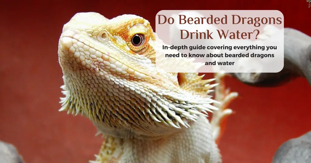 do bearded dragons drink water