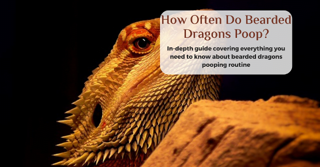 how often do bearded dragons poop