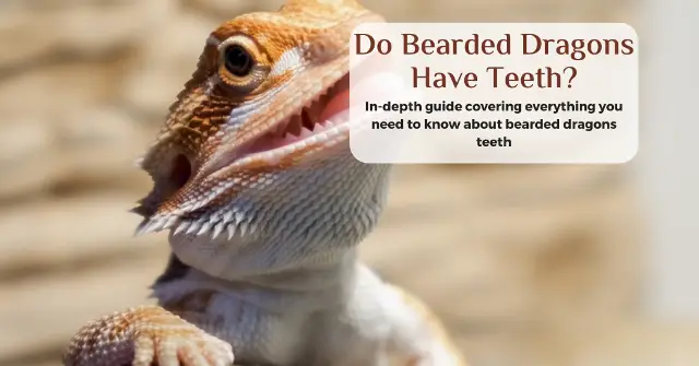 do bearded dragons have teeth