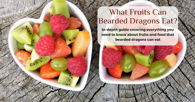 What fruits can bearded dragons eat