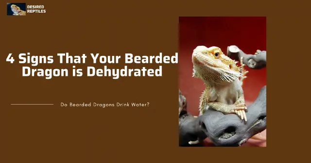 signs your bearded dragon is dehydrated