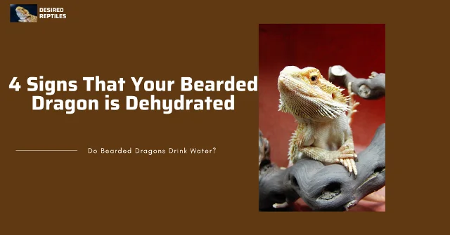 Dehydrated bearded dragon signs of dehydrated bearded dragons