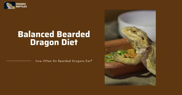 proper bearded dragon diet