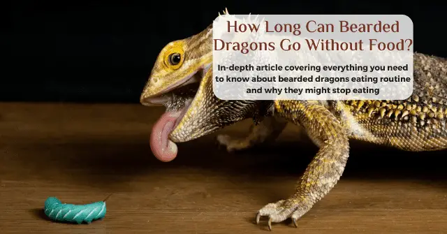 why is my bearded dragon not eating