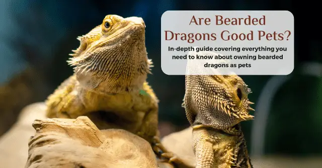 pros and cons of having a bearded dragon