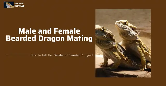 mating behavior of male and female bearded dragons