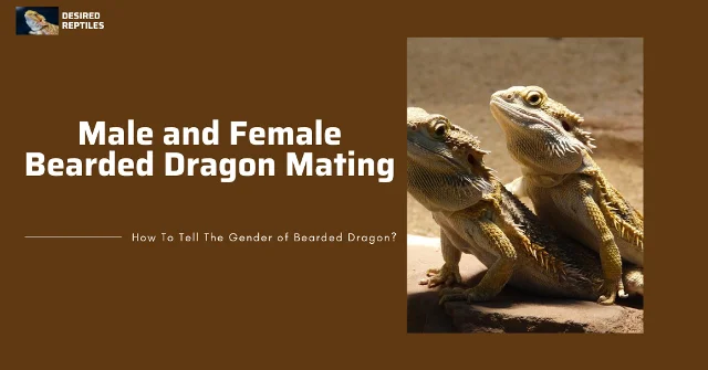 bearded dragon mating mating behavior of bearded dragons