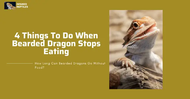 what to do when your bearded dragon refuse or stop eating