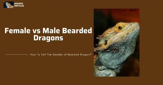 behavior differences between male and female bearded dragons
