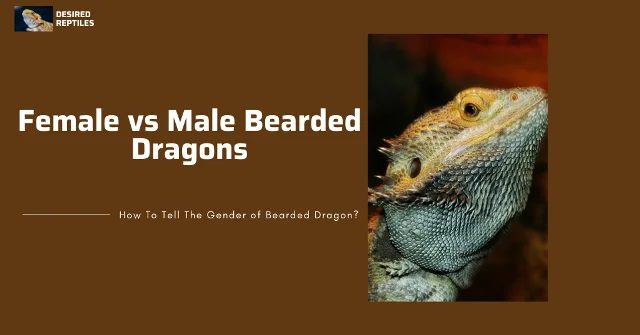 behavior of bearded dragons behavior of female and male bearded dragons