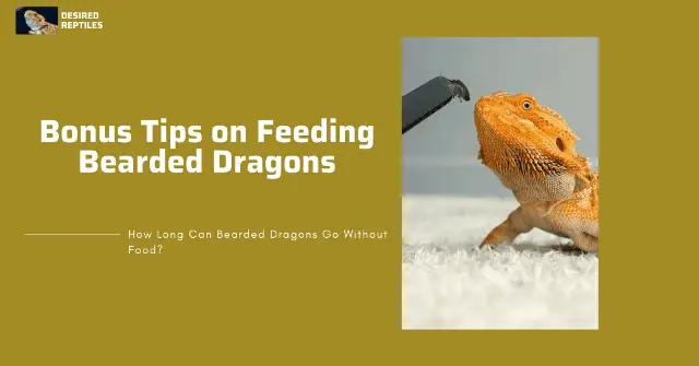 bonus tips feeding tips