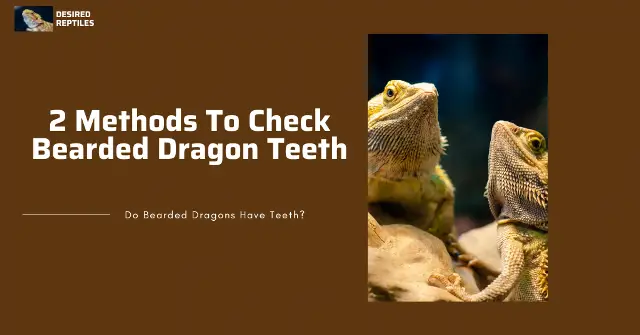 how to check if bearded dragons have teeth