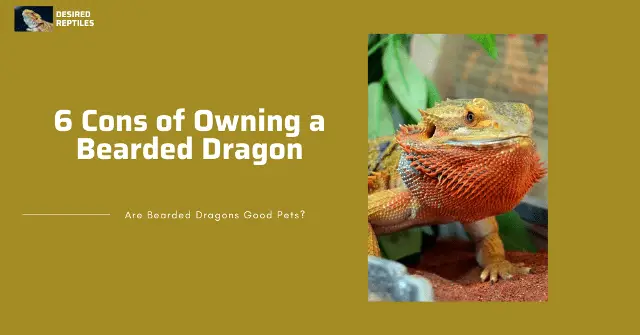 downsides and problems of keeping bearded dragons as pets