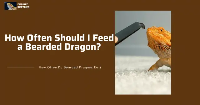 how often should you feed a bearded dragon