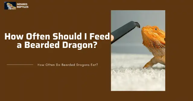 feeding bearded dragon bearded dragon feeding frequency