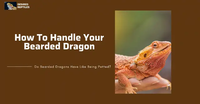 how to handle bearded dragons