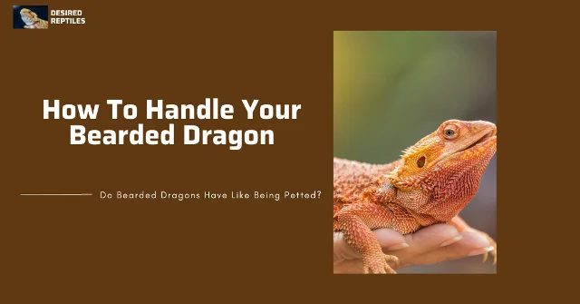 handling bearded dragons the right way to handle and pick up bearded dragons