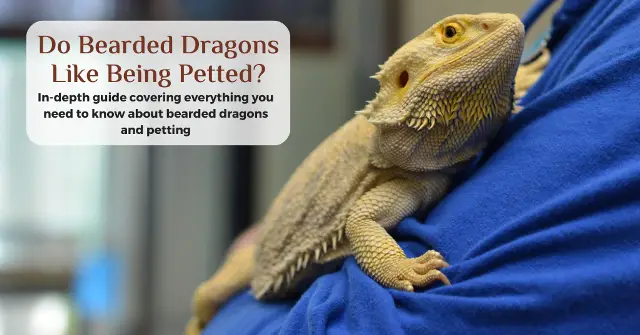 do bearded dragons like being petted