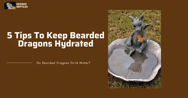 tips to keep bearded dragons hydrated