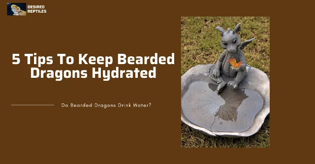 hydrated bearded dragon five tips to keep bearded dragons hydrated