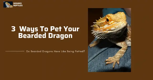 best methods to pet bearded dragons
