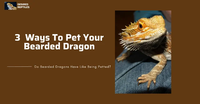 petting bearded dragons how to pet bearded dragons