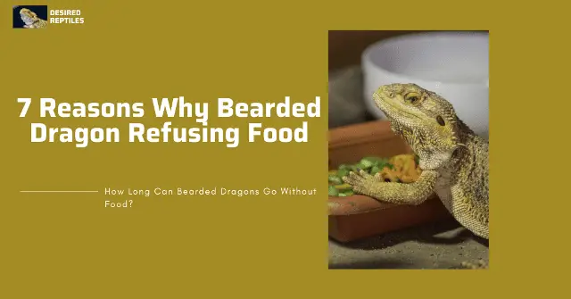 why my bearded dragon stopped eating