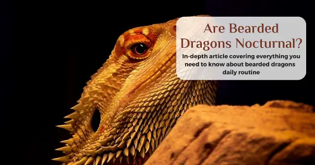 are bearded dragons nocturnal