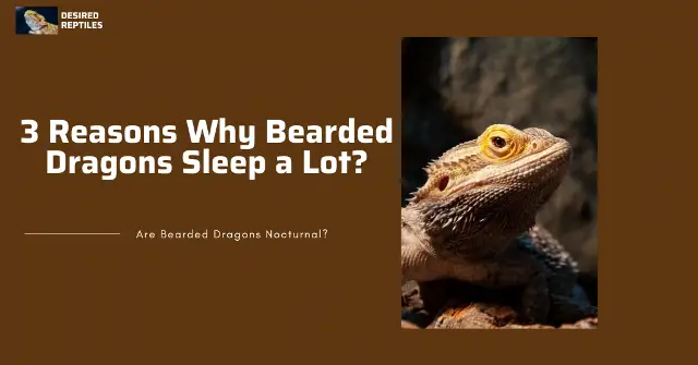 reasons why bearded dragons sleep too much