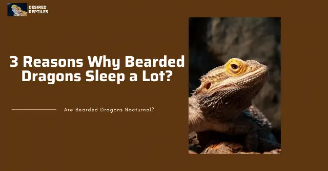 Bearded Dragons sleep time reasons why bearded dragons sleep a lot