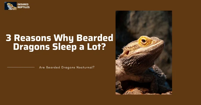 Bearded Dragons sleep time reasons why bearded dragons sleep a lot