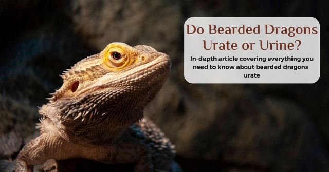 do bearded dragons pee