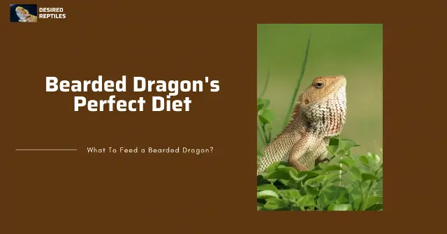 best diet for bearded dragons