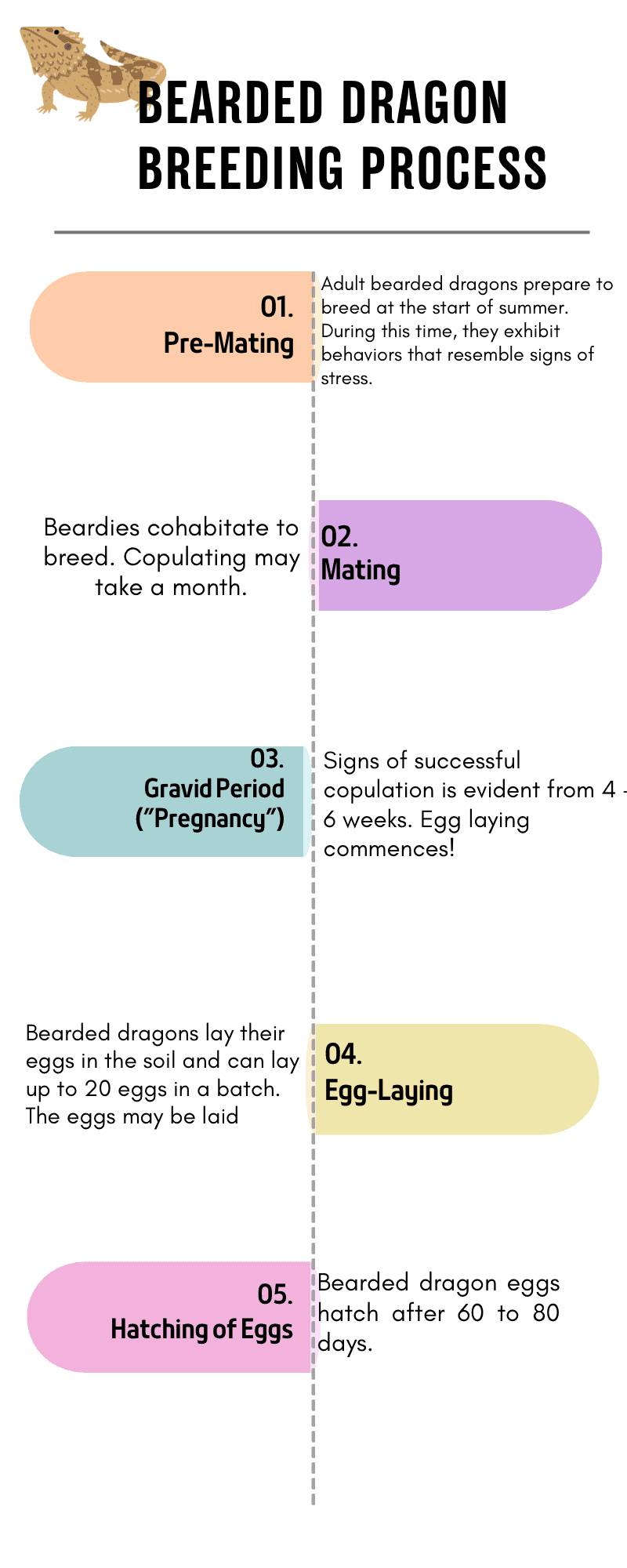 Breeding bearded dragon Infographic five steps to breed bearded dragons