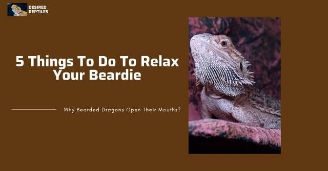 things to do when your bearded dragon open its mouth