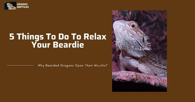 Comfortable bearded dragon how to relax a bearded dragon when it opens its mouth