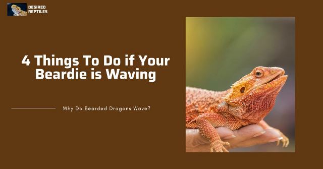 Helping bearded dragons four things to do when your bearded dragon is waving