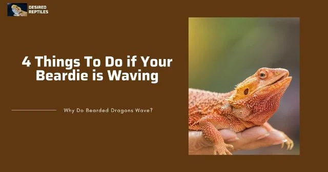 Helping bearded dragons four things to do when your bearded dragon is waving