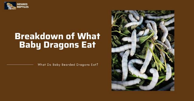 what can baby bearded dragons eat