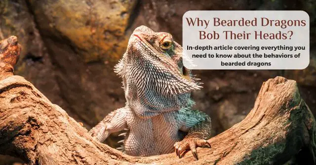 why bearded dragons bob their heads