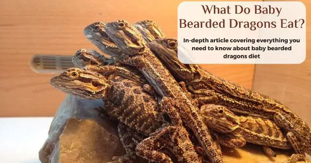 what do baby bearded dragons eat