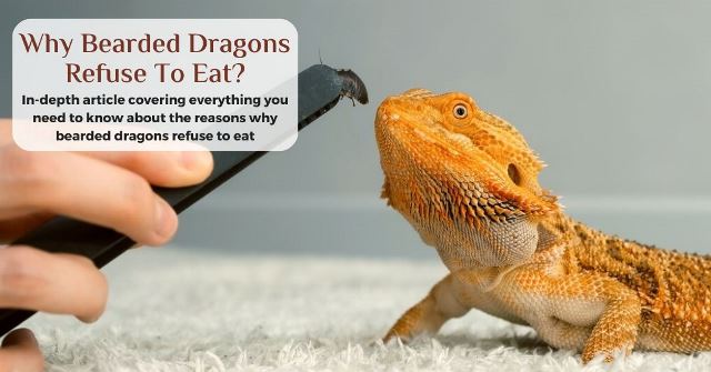 why is my bearded dragon not eating