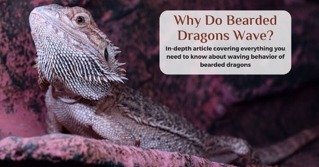 why do bearded dragons wave