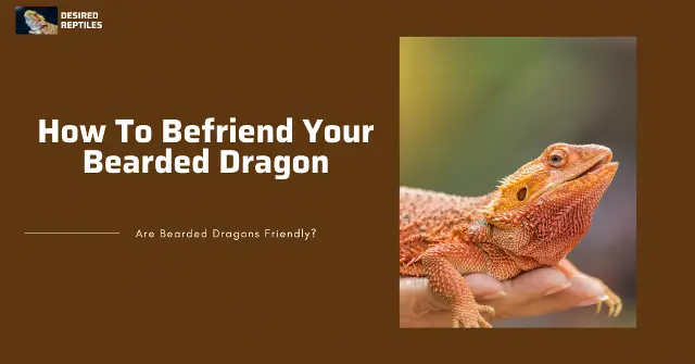 how to befriend bearded dragons