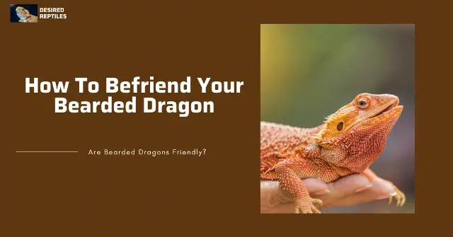 befriending Bearded Dragons how to befriend your bearded dragon